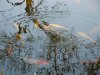 DSC00484.JPG