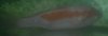 Koi 2.jpg