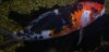 Koi 1.jpg
