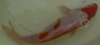 Koi 4.jpg