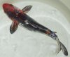 Koi 3.jpg