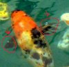 koi1.jpg