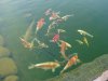 Meine Fischis1.JPG