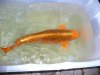 Goldi 55cm.jpg