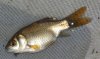 fisch (Small).jpg