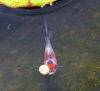 babyteich2.jpg
