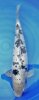 Doitsu Bekko 60cm (Medium).jpg