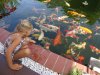 Besuch im Koiteich 23.8.18 004.jpg