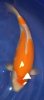 IMG_7431 Kohaku 37W (Medium).jpg