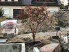baum 01.jpg