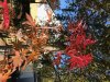 baum 03.jpg