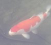 kohaku.jpg