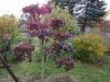 Gartenbonsai  8.11.18 004.jpg