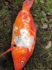 Koi_3.jpg