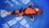 showa-senuma-dsc-2312.jpg