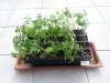 Tomaten 2019 2 komprimiert.jpg