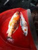 IMG-20190525-WA0009.jpg
