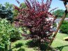 Gartenbonsai 002.jpg