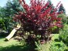 Gartenbonsai 003.jpg