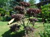 Gartenbonsai 004.jpg