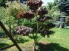 Gartenbonsai 005.jpg