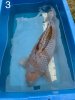 fullsizeoutput_1718.jpeg