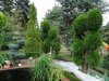 Gartenbonsai 10.7.19 001.jpg