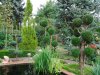 Gartenbonsai 10.7.19 003.jpg