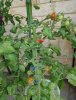 Fred s Tomaten 20.7 001.jpg