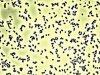 Enterbacteria.jpg