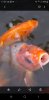 Screenshot_20190925-172532_Gallery.jpg