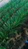 Screenshot_20191114_150054_com.android.gallery3d.jpg