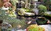 koi-teich-01.jpg