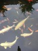 0EF7E569-A8C3-4B79-9A93-BE03A3D6BBC6.jpeg
