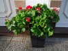 Pelargonien, Geranien 001.jpg