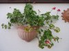 Pelargonien, Geranien 002.jpg