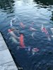 IMG_20200318_174316.jpg
