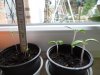Tomaten 21.03.20 002.JPG
