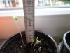 Tomaten 21.03.20 001.JPG