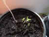 Tomaten 21.03.20 003.JPG