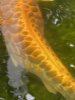 6CF67C48-F22A-4E9B-8ADC-B3B440D6AFA9.jpeg