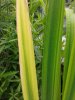 Iris Endergebnis vor und nach Düngung.jpg