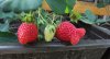 Erdbeeren.jpg