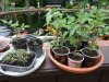 Tomaten 11.05 002.JPG