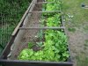 Tomaten 11.05 003.JPG