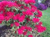 Rhododendronblüte 003.JPG
