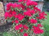 Rhododendronblüte 001.JPG
