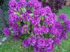 Rhododendronblüte 002.JPG