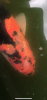 IMG_2791.PNG