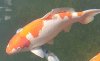 Kohaku aus 2017.jpg